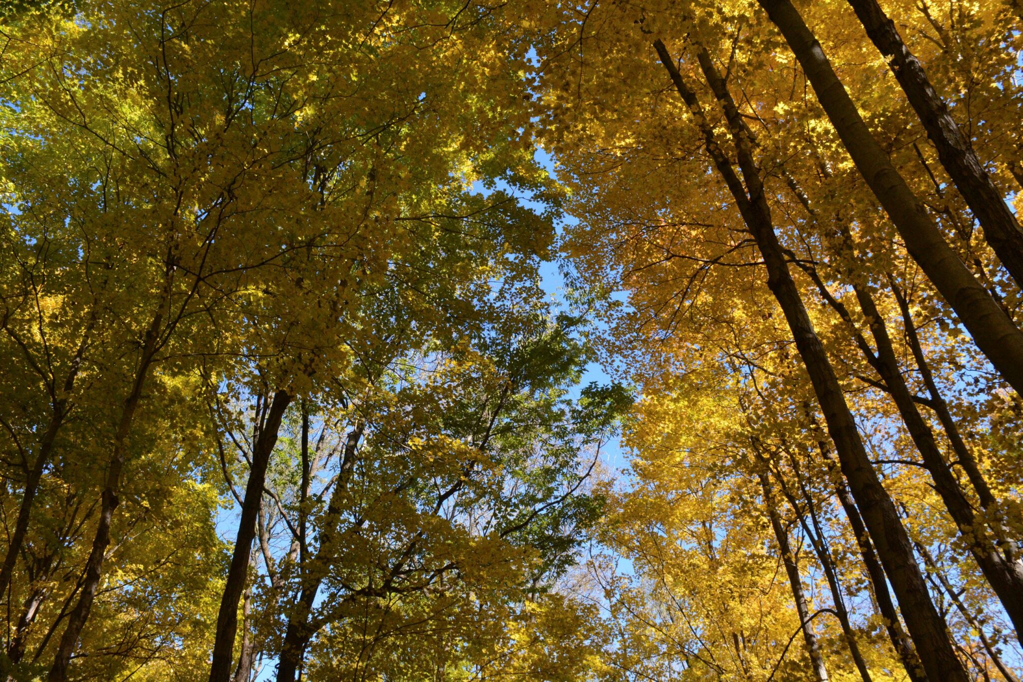 Ritchey Woods Nature Preserve 4 - fall trees